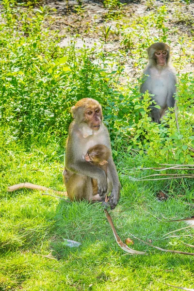 Madre y bebé mono abrazos familia en una selva — Foto de Stock