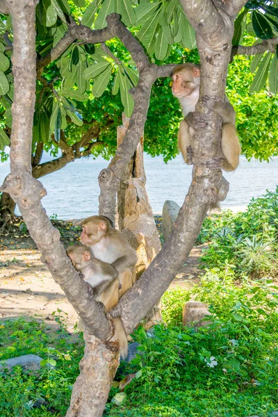 Familia de monos sentados en un árbol en una selva en una playa vista al mar — Foto de Stock