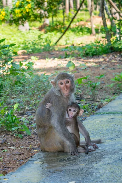 Madre y bebé mono abrazos familia en un parque — Foto de Stock