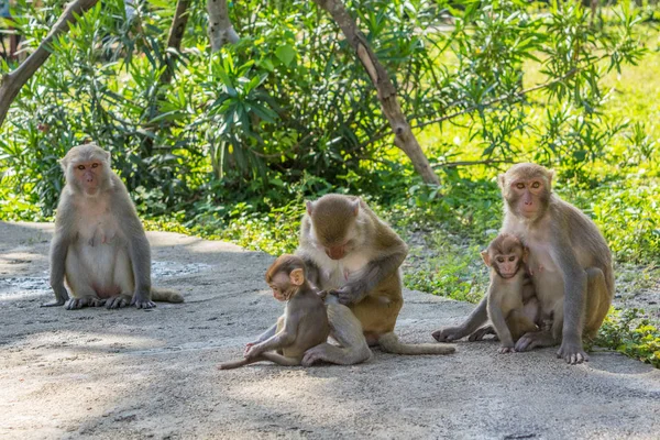 Familia de monos sentados juntos en una selva en un sendero — Foto de Stock