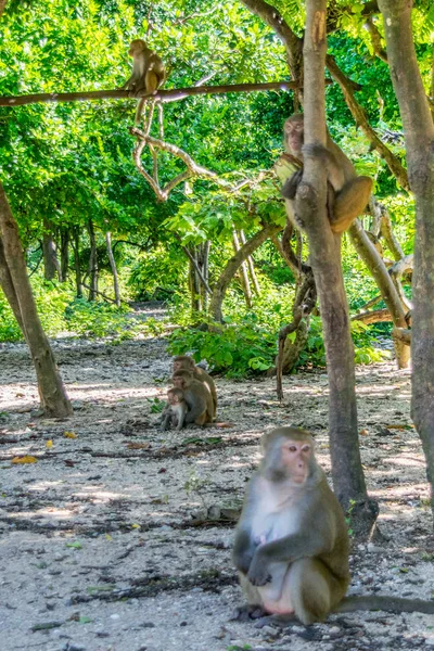 Familia de monos salvajes sentados en una selva — Foto de Stock