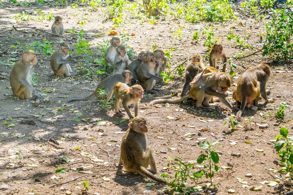 Manada de monos familia de macacos en una selva — Foto de Stock