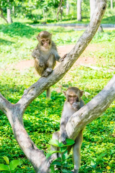 Familia de monos sentados en un árbol en una selva — Foto de Stock