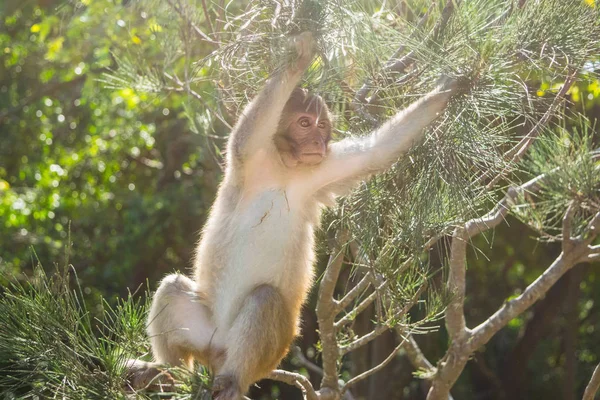 Mono sentado en un árbol en una selva en un rayo de luz — Foto de Stock