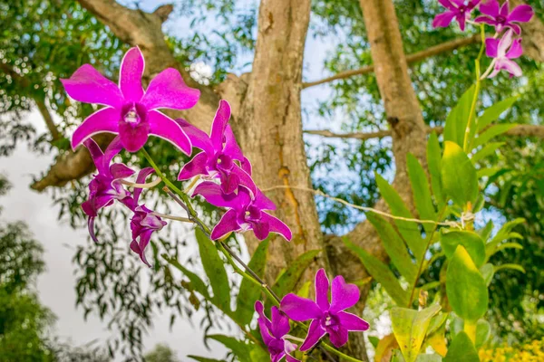 Purple orchid - Phalaenopsis on a tree