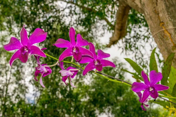 Purple orchid - Phalaenopsis on a tree — Stock Photo, Image