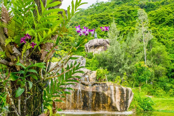 Orquídea roxa em uma árvore em um parque tropical — Fotografia de Stock