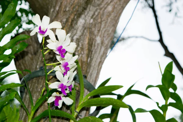 Wild purple and white orchid (philinopsis, Phalaenopsis) on a tree in a jungle, Vietnam — Stock Photo, Image