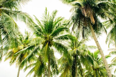 Beyaz arka plan avuç içi şubelerinde