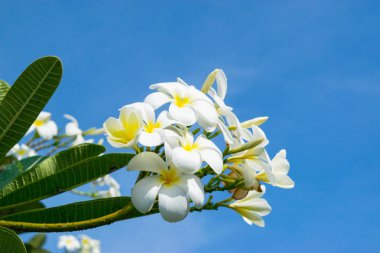 Plumeria - makro mavi gökyüzü arka plan, çiçekler 