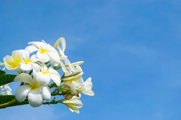 Flowers of plumeria - macro at blue sky background — Stock Photo, Image