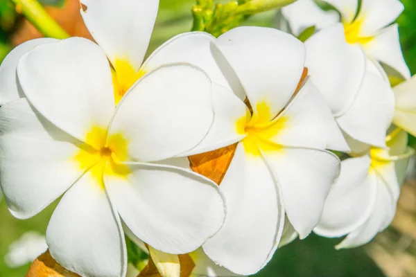 Flowers of plumeria - macro at green leafs background — Stock Photo, Image
