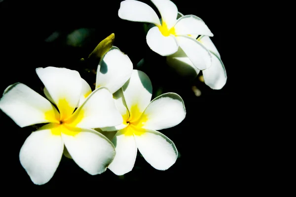 Flowers of plumeria - macro at a dark background — Stock Photo, Image