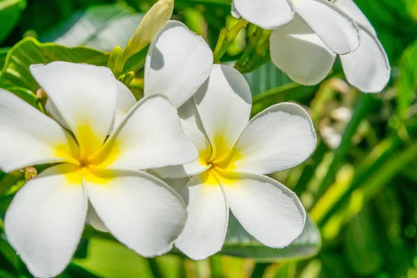 Flowers of plumeria - macro at green leafs background — Stock Photo, Image