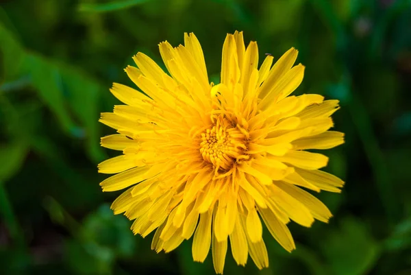 Karahindiba, yeşil yaprakları arka plan - tek sarı çiçek çiçek doku yakın çekim