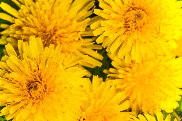 Karahindiba - sarı çiçek çiçek doku yakın çekim