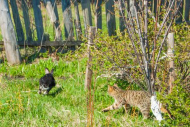 Bir bahçe büyük bir siyah tavşan avlamak iç curiouse kedi