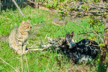 Bir bahçe büyük bir siyah tavşan avlamak iç curiouse kedi