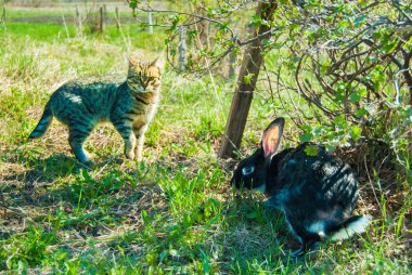 Bir bahçe büyük bir siyah tavşan avlamak iç curiouse kedi