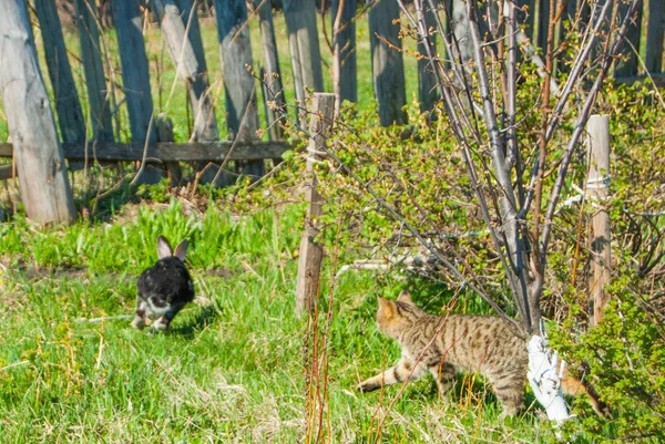 Bir bahçe büyük bir siyah tavşan avlamak iç curiouse kedi