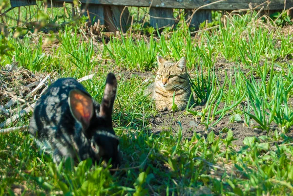 En inhemsk curiouse katt jakt en stor svart kanin på en trädgård — Stockfoto