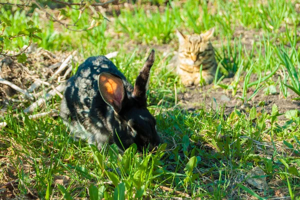 Bir bahçe büyük bir siyah tavşan avlamak iç curiouse kedi