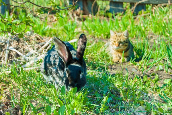 Bir bahçe büyük bir siyah tavşan avlamak iç curiouse kedi