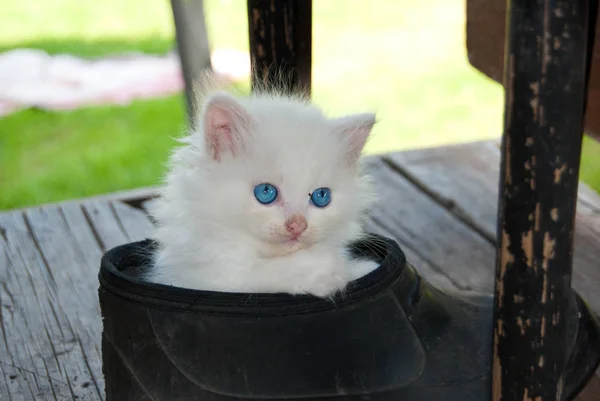 Cute angora white kitten with a blue eyes in a galosh at a summer — Stock Photo, Image