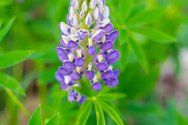 En blomma av violett Lupin i en trädgård — Stockfoto