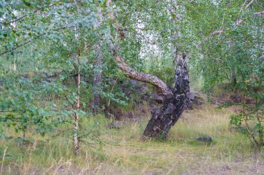 Bir yaz, bir ormandaki yaşlı huş ağacı
