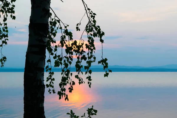 Silhueta de árvores e folhas no fundo rosa Pôr do sol em um lago Uveldy — Fotografia de Stock