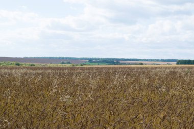Sonbahar Rusya tahıl alan arka plan,