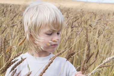 Sarışın Slav mutlu çocuk çocuk olgun çavdar buğday alan, sonbaharda hasat, Rusya, Urallar