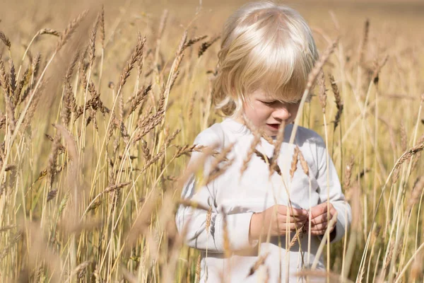 Sarışın Slav mutlu çocuk çocuk olgun çavdar buğday alan, sonbaharda hasat, Rusya, Urallar