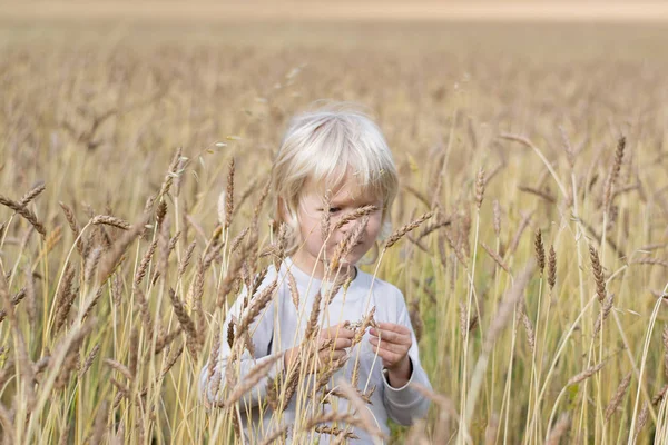 Sarışın Slav mutlu çocuk çocuk olgun çavdar buğday alan, sonbaharda hasat, Rusya, Urallar