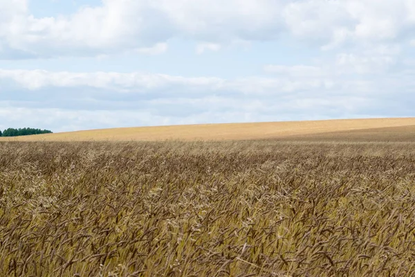 Sonbahar Rusya tahıl alan arka plan,