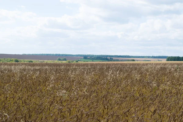 Sonbahar Rusya tahıl alan arka plan,