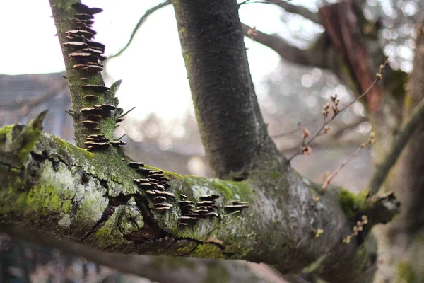 Parasitic mushroom on a tree — Stock Photo, Image