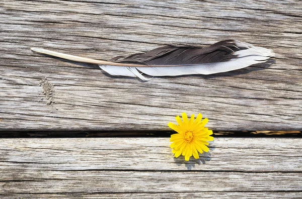 Feder und Löwenzahnblume auf Bank — Stockfoto