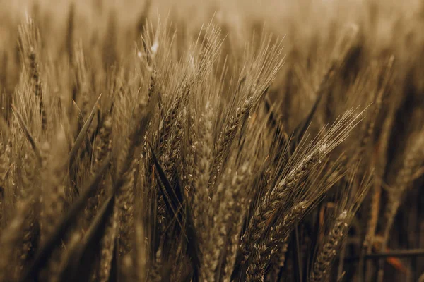 Ohren Aus Goldenem Weizen Aus Nächster Nähe Reife Ähren Des — Stockfoto