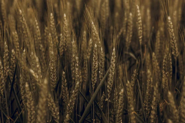 Уши Золотой Пшеницы Закрываются Сохнущие Колосья Пшеничного Поля Фона Концепция — стоковое фото