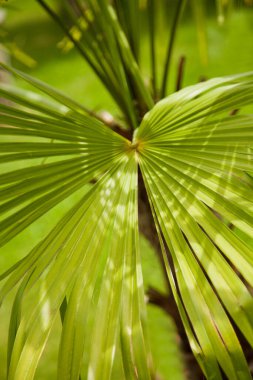 Bahçedeki palmiye ağacı