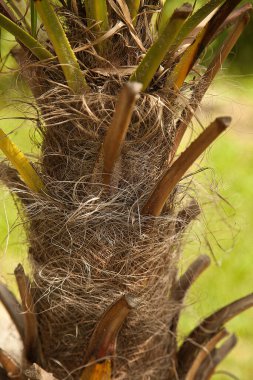 Bahçedeki palmiye ağacı
