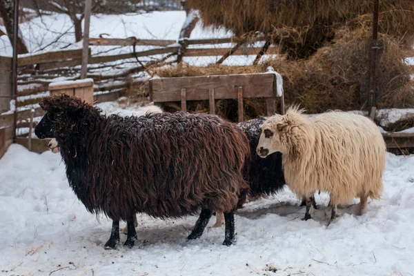 Black and white sheep stay at the farm, winter time