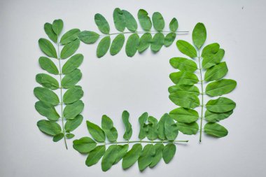 Akasya ağacının yeşil yaprağı beyaz arkaplanda izole edilmiş