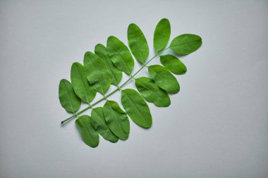 Green leaf of acacia tree isolated on white background clipart