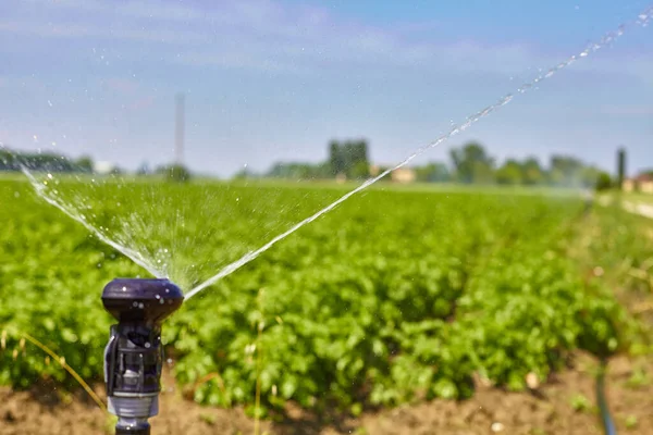 马铃薯田园风光与灌溉洒水的植物 对农业有益的出版物 — 图库照片