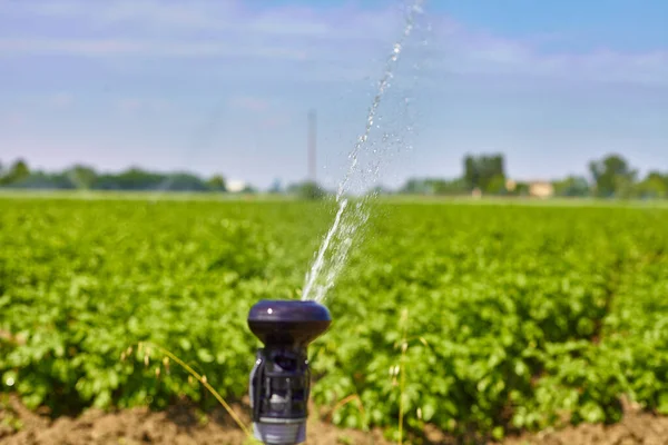 Paisagem Campo Batata Com Irrigação Aspersão Regar Plantas Ótimo Para — Fotografia de Stock
