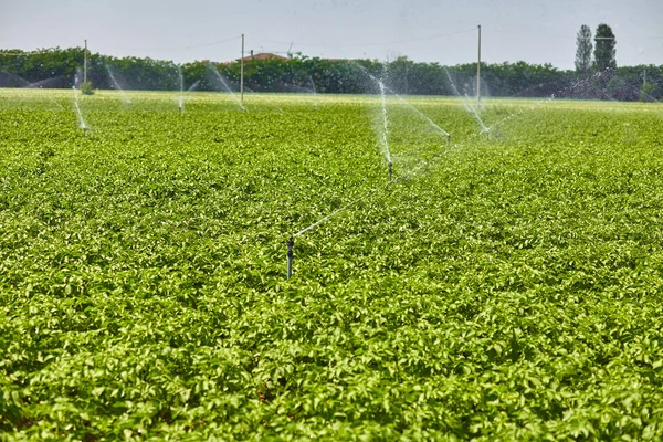 灌漑スプリンクラーが植物に散水してジャガイモ畑の風景 農業出版に最適 — ストック写真