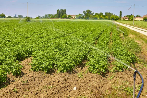 灌漑スプリンクラーが植物に散水してジャガイモ畑の風景 農業出版に最適 — ストック写真